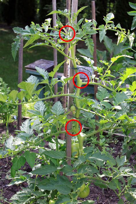 Grow Your Own Beefsteak Tomatoes Part 3 Staking And Pruning