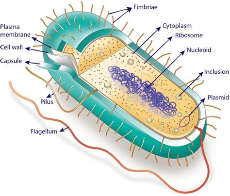 Archaeal Cell Structure Bartleby