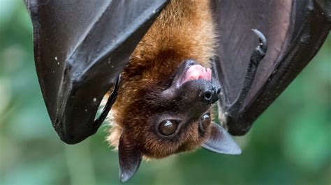 Rat And Bat Brains Have A Built In Buddy Tracker