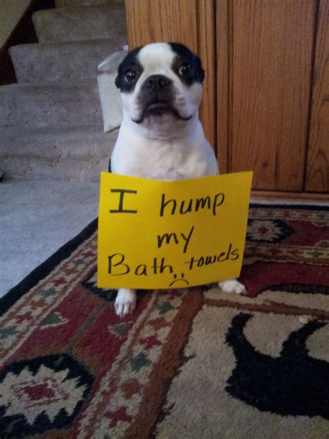 I Hump My Bath Towels Boston Terrier Funny Dog Shaming Funny Dog