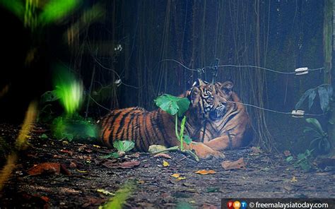Pembalakan Bagus Untuk Harimau Jabatan Perhutanan Kelantan The Nota