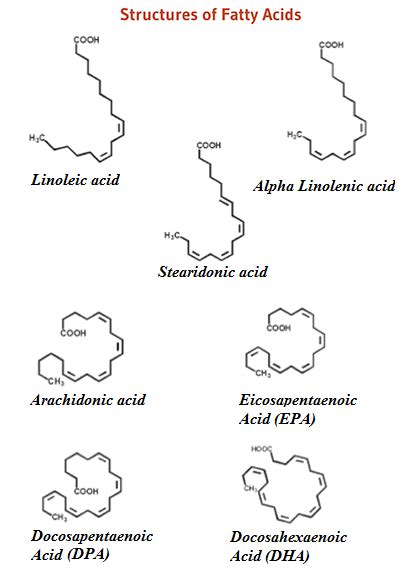 Why Does Brain Need Essential Fats Drugs Details