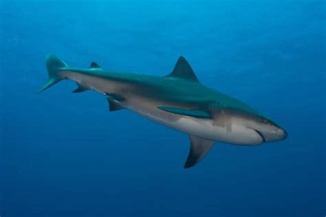 Discover The Largest Bull Shark In The World A Z Animals