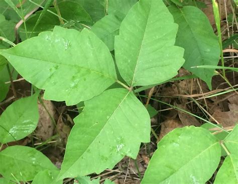 Where Does Poison Ivy Grow