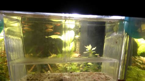 Aquarium Naissance Alevins Platy Platy Giving Birth Fish Youtube