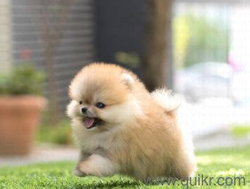 Pomeranian dog breed information pets world. 壮大 Teacup Pomeranian Boo Dog Price In India - がくめめ