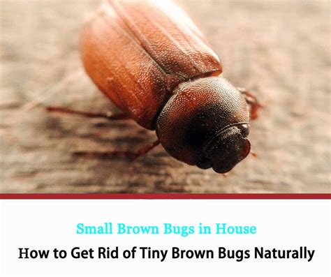 Small Brown Bugs In House How To Get Rid Of Tiny Brown Bugs In House