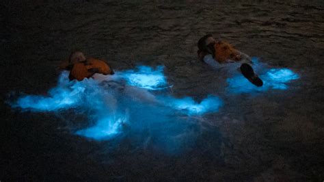 Puerto Ricos Bioluminescent Bays Make For An Otherworldly Experience