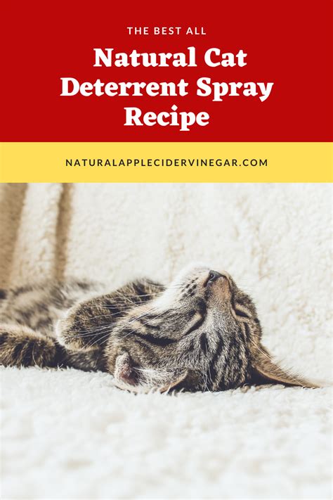The Best All Natural Cat Deterrent Spray Recipe All Natural Home