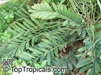 Check out florida palms real estate listings near you and view property details, home photos, and. Zamia pumila, Florida Arrowroot, Coontie Palm ...