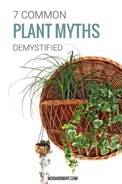 Common Plant Myths Demystified What You Need To Know