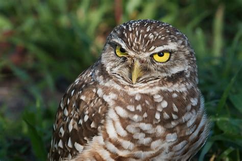 Fileburrowing Owl 4212 Wikimedia Commons