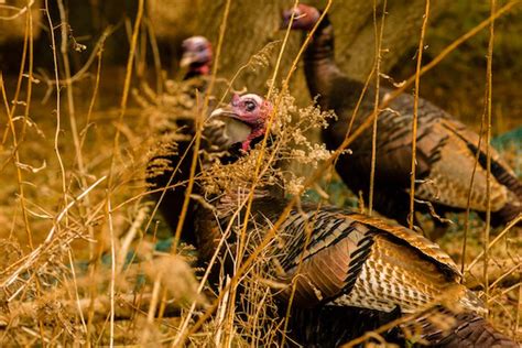 Virginias Fall Turkey Hunting Outlook Outdoor Enthusiast Lifestyle