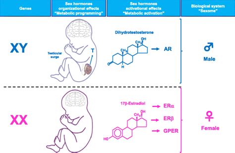 figure 4 the male and female biological systems the combined influence of the genetic sex the