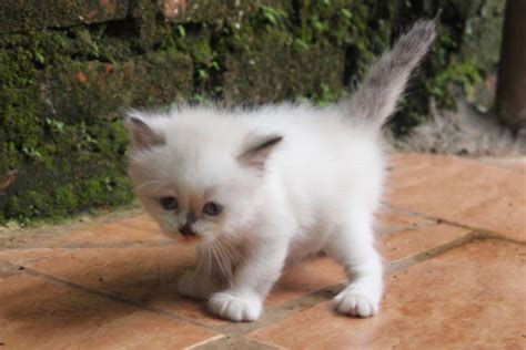 Karena kucing persia himalaya juga mempunyai bulu yang menawan,cantik,indah,unik dan memiliki wajah yang imut belum lagi ditambah dengan tubuh kucing. HARGA ANAK KUCING HIMALAYA ~ SEGITU PETSHOP