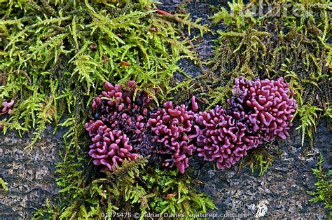 Stock Photo Of Purple Jelly Disc Fungus Ascocoryne Coryne Sarcoides