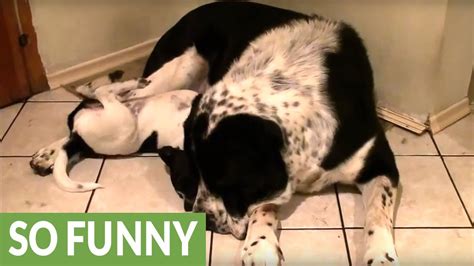 Big Dog Tries His Best To Ignore Playful Puppy Youtube
