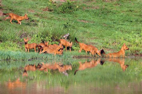Studying The Dhole Population In Wayanad Using Genetic Markers