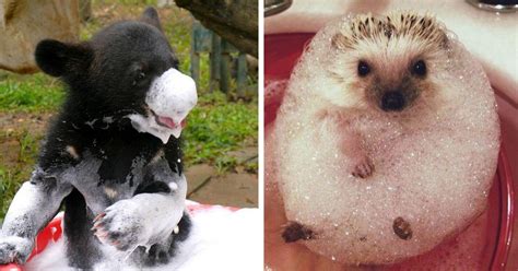 15 Bathing Animals That Will Splash A Smile On Your Face Bored Panda