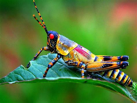 Pin By Anneke On Insects And Arachnids Insects Weird Insects