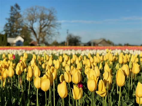 Flickriver Photoset Woodburn Tulip Farm 2018 By Mathowie