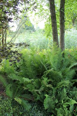 Plants can spread vegetatively from stout, chaffy rhizomes, and are capable of forming large clumps[. Athyrium filix-femina: Lubera.de