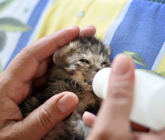 If a kitten has watery diarrhea, an oral antibiotic may pass right through without being absorbed. Tips for Successfully Fostering Kittens
