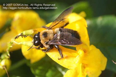 Beneficial Insects In The Landscape 63 Carpenter Bees And Pollination