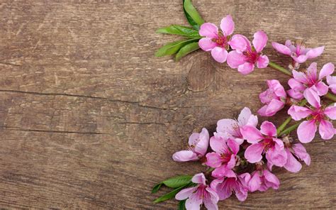 Pink Spring Flowers Wallpaper For Widescreen Desktop Pc