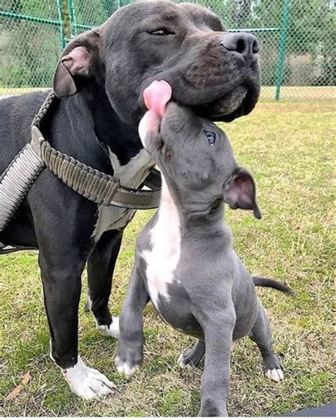 Cute Pitbull Pictures Cutepitbullpictures Instagram Photos And