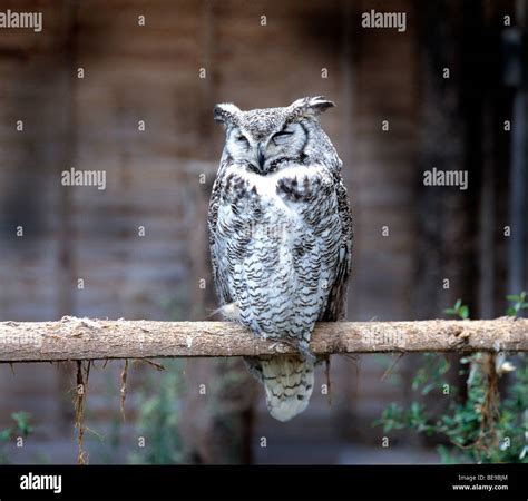 Great Horned Owl Sleeping Perched On Branch Outdoors Copy Space Stock
