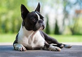 American Dog Breeds | The Smart Dog Guide