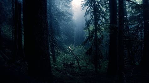 Wallpaper Sunlight Trees Forest Leaves Moonlight Jungle