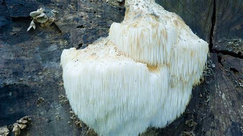 Bearded Tooth Fungus Hericium Erinaceus Woodland Trust
