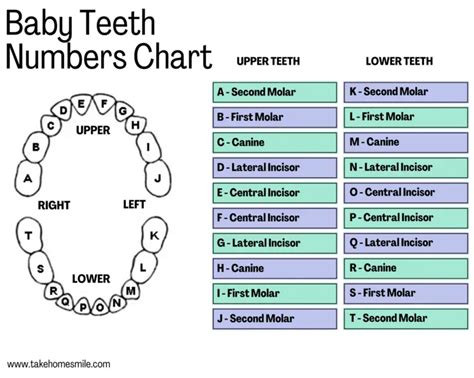 Understanding Teeth Numbers A Visual Guide Take Home Smile