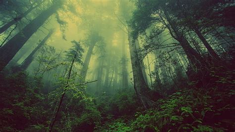 Online Crop Hd Wallpaper Conifers Fir Trees Fog Foggy Forest