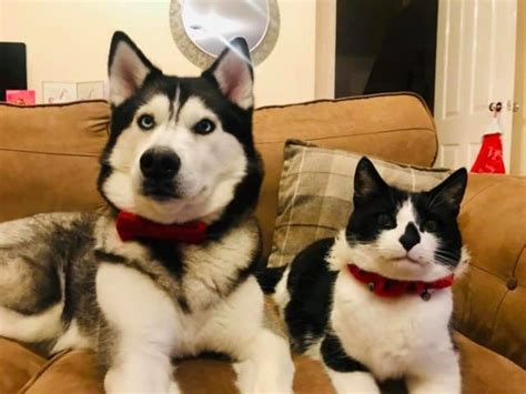 Are Siberian Huskies Good With Cats Petskb