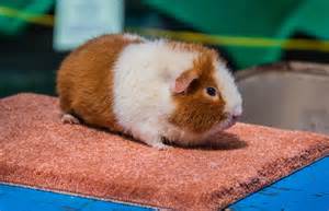 Teddy Guinea Pig Facts Personality Care With Pictures