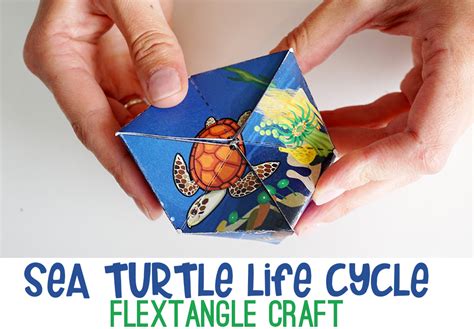 Life Cycle Of A Turtle Printable Deon Briscoe