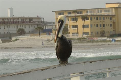 Daytona Beach Fl Pelican Inching Its Way To Our Bait Animals Wild
