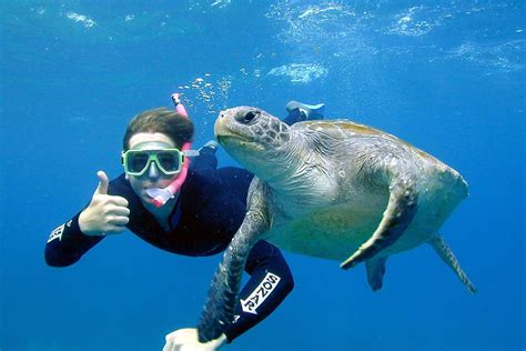 Sea Turtle Snorkel Tour 2 5 Hours Julian Rocks Byron Bay Adrenaline