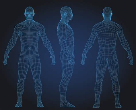 Plain illustration of the male body. Modelling the human body: a game changer for drug testing?