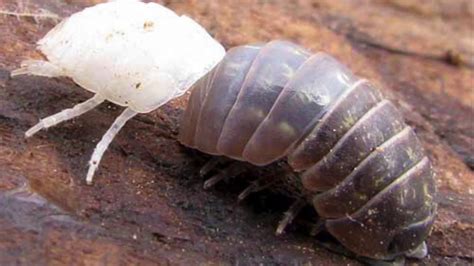Life Of Pill Bugs Youtube
