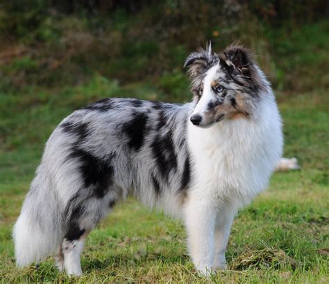 huntsville alabama craigslist pets - Large Nations Binnacle Portrait