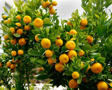 Gardensonline Citrus Sinensis Valencia