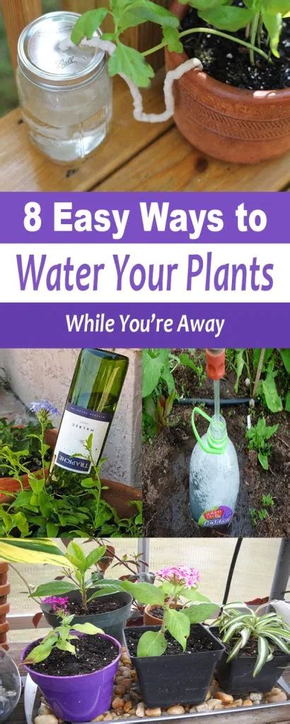 How To Water Plants While Youre Away Organic Gardening Sansevieria