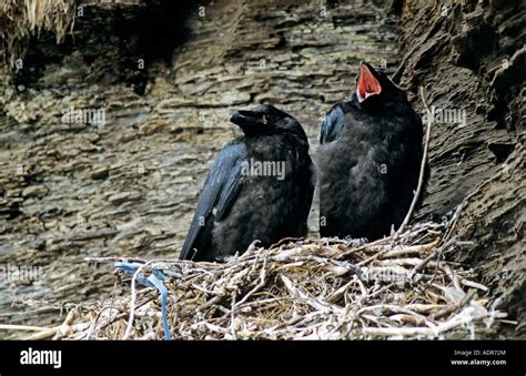 Common Raven Corvus Corax Young In Nest Ekkeroy Norway June 2001 Stock