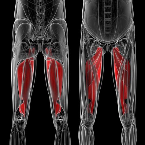 Blog Groin Injuries And How To Rehabilitate Them