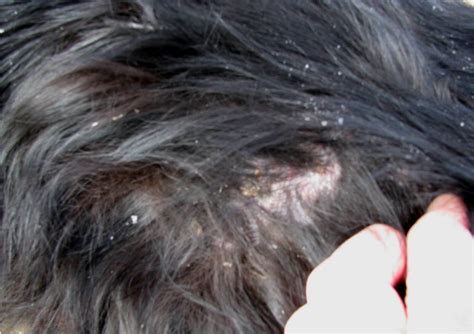 Best Tips To Heal Treat And Get Rid Of Dog Dandruff At Home Naturally