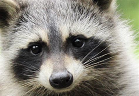 Why Do Raccoons Cover Their Eyes Find Out Here All Animals Guide
